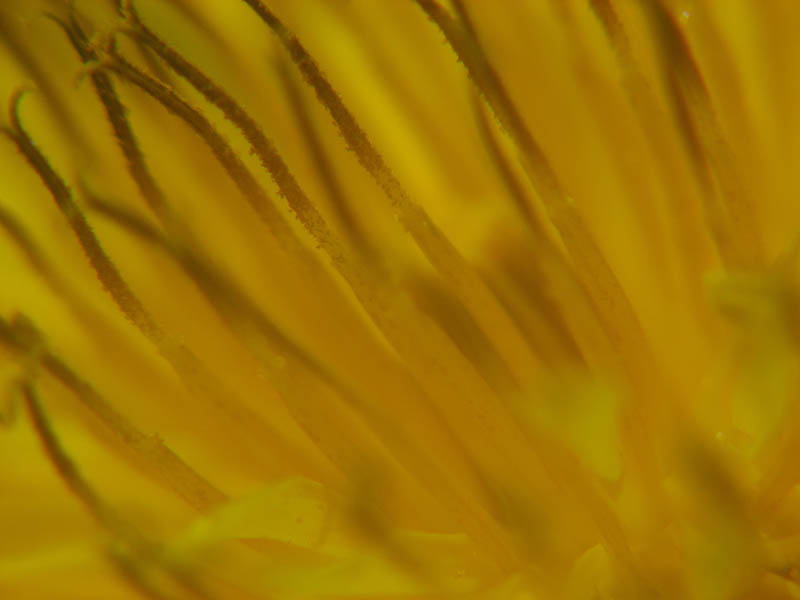 cSiegfried Kuerschner 4023 sha