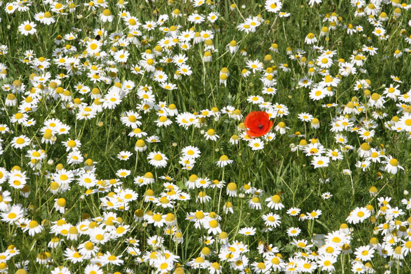 cSiegfried Kuerschner 8548