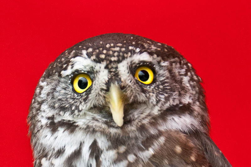 cSiegfried Kuerschner 9701