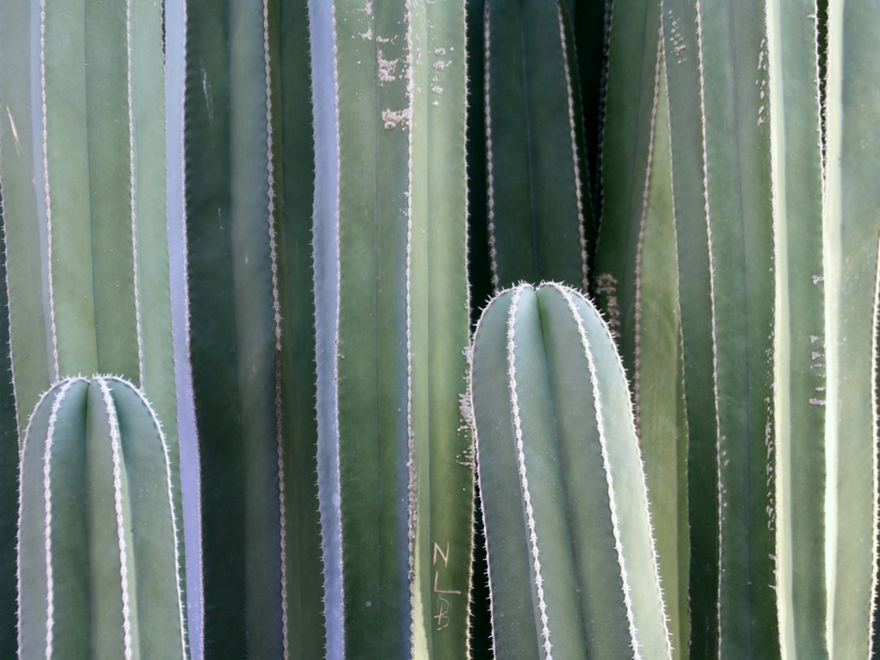 c siegfried kuerschner fsl 03 06