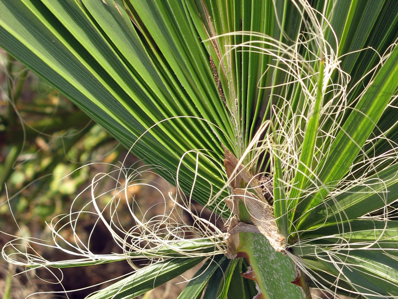 c siegfried kuerschner fsl 03 09