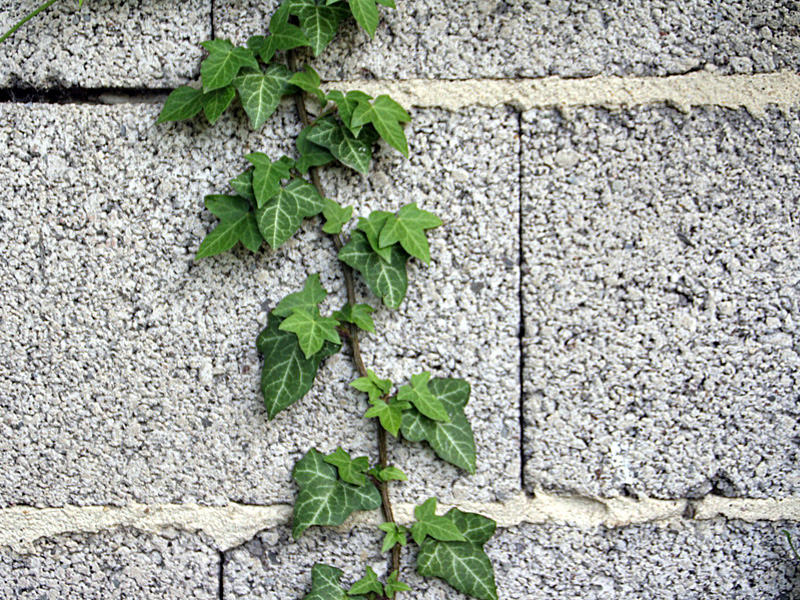 c siegfried kuerschner fsl 03 27