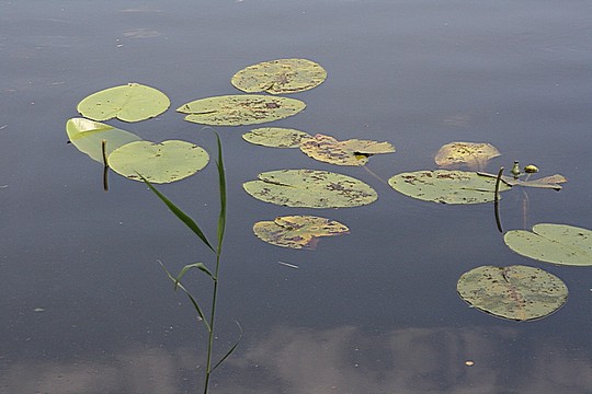 c siegfried kuerschner img 4586